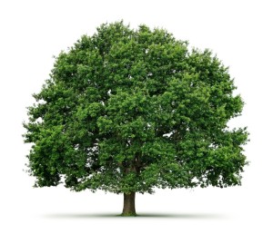 Oak 4
