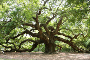 oak 2