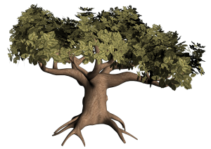 oak 3