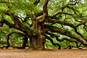 oak dab