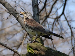 kwiczol_0449-2_s