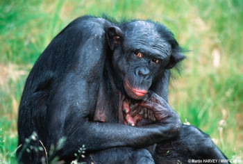 106089-bonobo_35886
