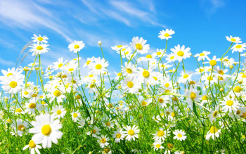 spring wiosna