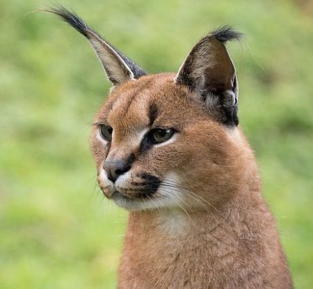 caracal
