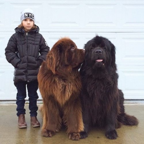 giant dog 3