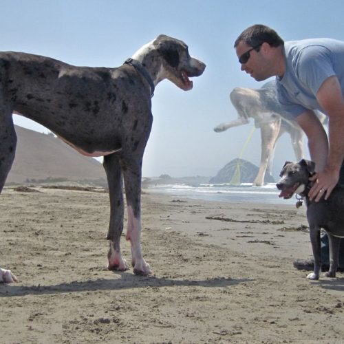 giant dog 4