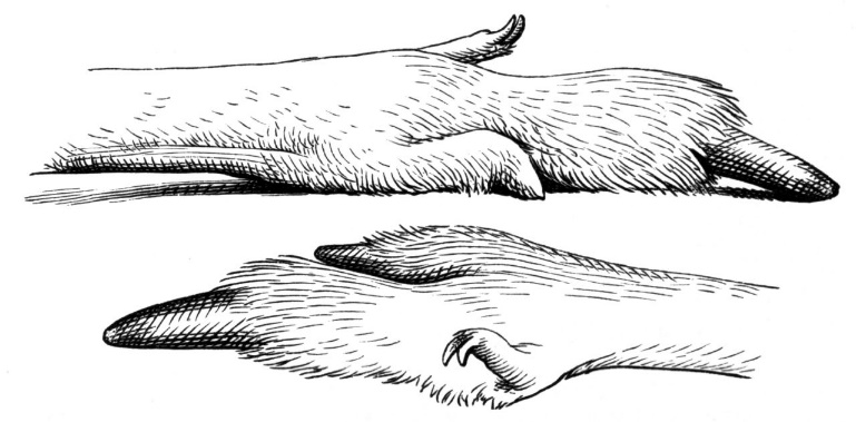 https://upload.wikimedia.org/wikipedia/commons/3/31/Kaenguru_Hinterfuss-drawing.jpg