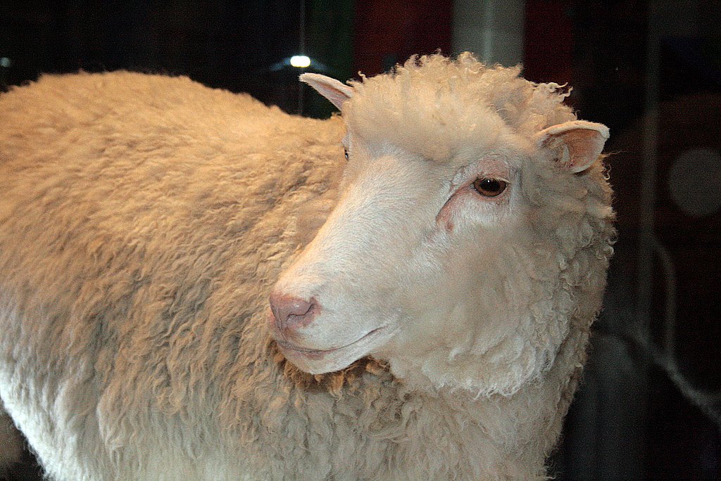 https://upload.wikimedia.org/wikipedia/commons/6/6e/Dolly_face_closeup.jpg