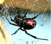 https://upload.wikimedia.org/wikipedia/commons/f/f1/Latrodectus_mactans.jpg