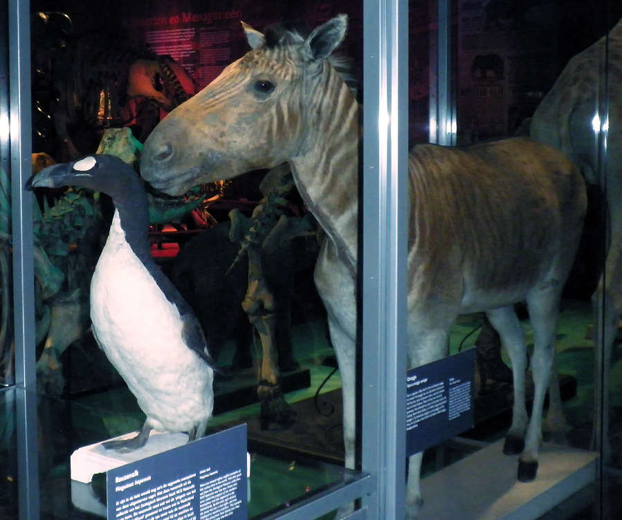 https://upload.wikimedia.org/wikipedia/commons/f/f5/Quagga_exhibit_Leiden.jpg