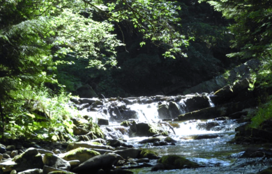 Obraz zawierający drzewo, zewnętrzne, woda, przyroda Opis wygenerowany automatycznie