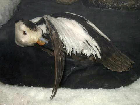 Wypchany okaz samca. AmerykaÅskie Muzeum Historii Naturalnej