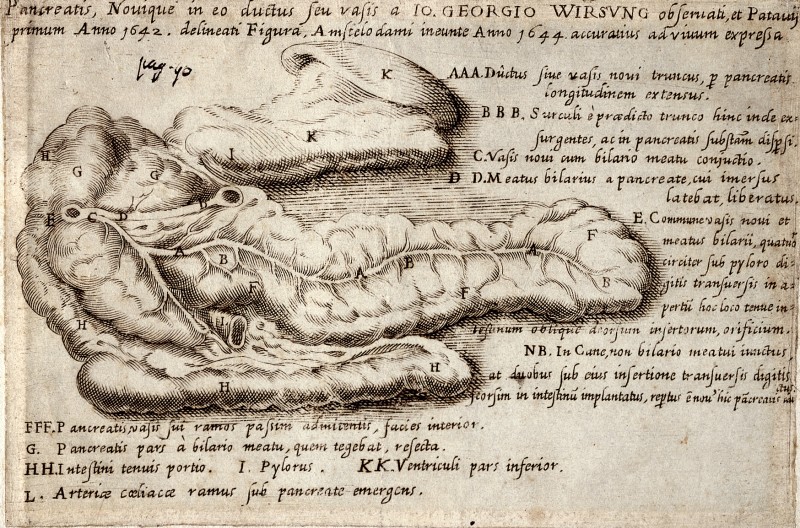 https://upload.wikimedia.org/wikipedia/commons/7/7b/The_pancreas_and_the_pancreatic_duct_%28Wirsung%29.jpg
