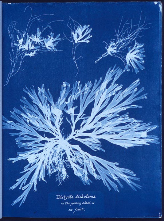 https://upload.wikimedia.org/wikipedia/commons/c/c4/Anna_Atkins_algae_cyanotype.jpg