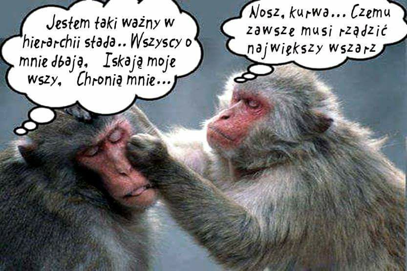 C:\Users\Piotr\Pictures\Saved Pictures\pech.jpg