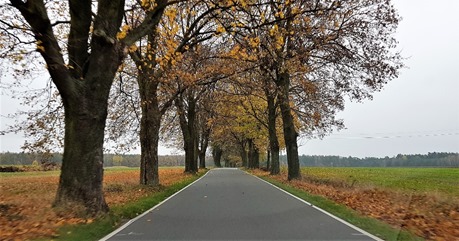 Obraz zawierający trawa, drzewo, zewnętrzne, drogaOpis wygenerowany automatycznie
