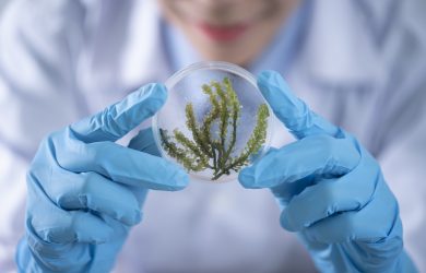 Person Holding Container With Seaweed