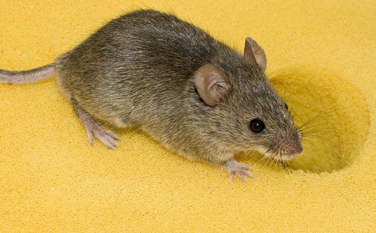 Mysz domowa