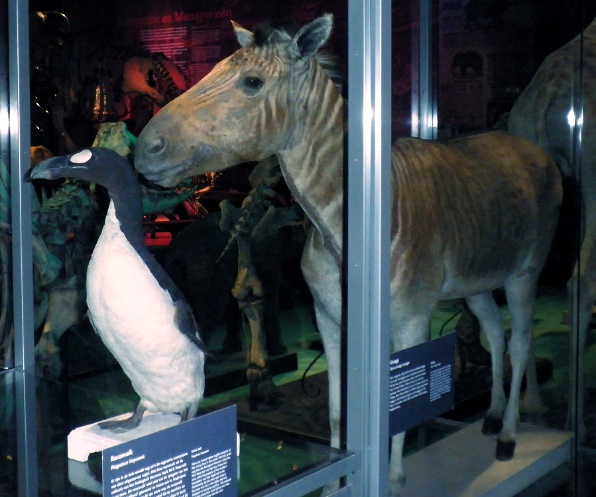 Obraz zawierający tekst, stojące, ssak, sklepOpis wygenerowany automatycznie