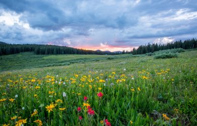 aerial photography of flowers at daytime
