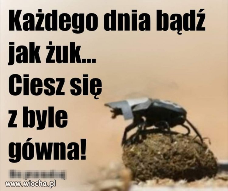 bądź jak żuk